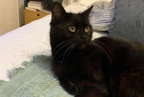 Alerta desaparecimento Gato Fêmea , 7 anos Soyons France