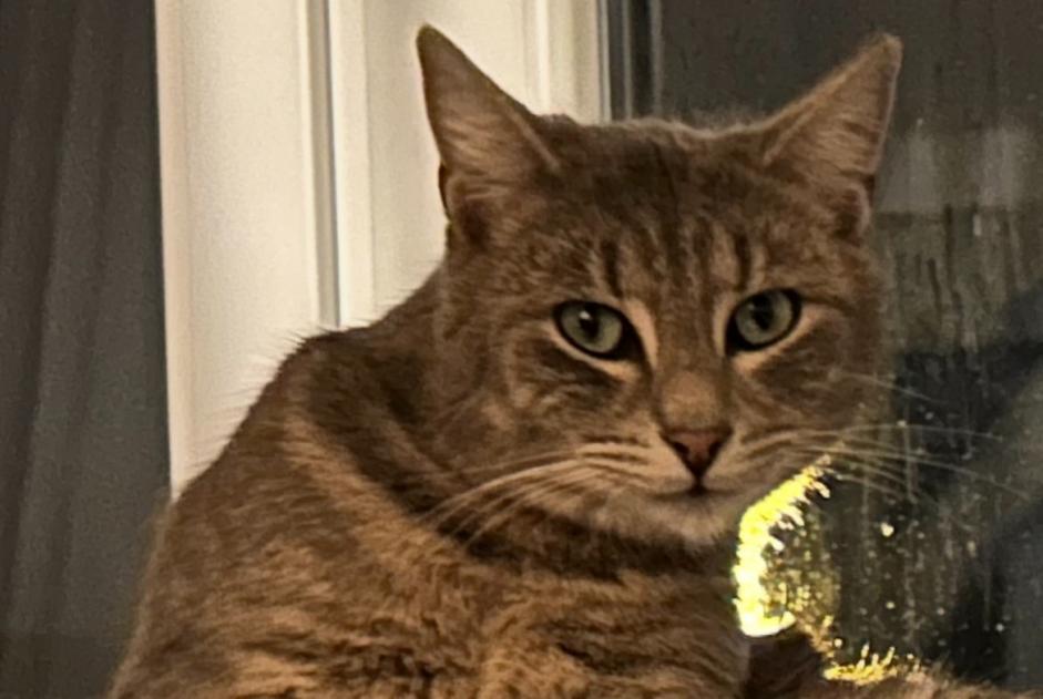 Alerta desaparecimento Gato  Macho , 2 anos Bourges France