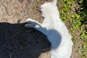 Alerta descoberta Gato Desconhecido Lezoux France