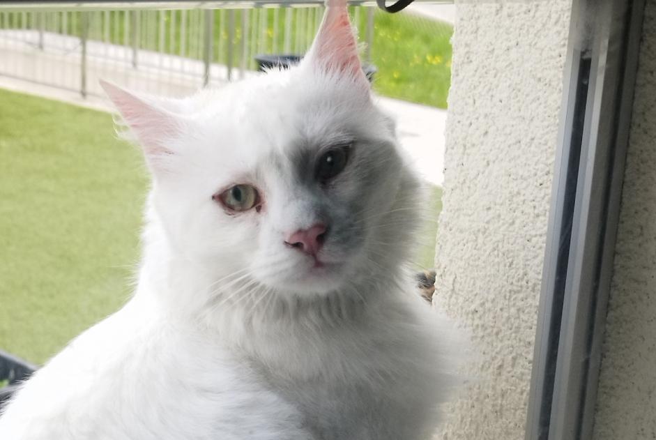 Alerta descoberta Gato Desconhecido Val-de-Ruz Switzerland