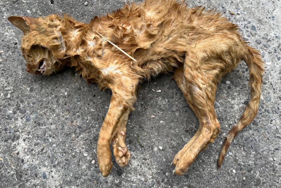 Alerta descoberta Gato Desconhecido Delley-Portalban Switzerland