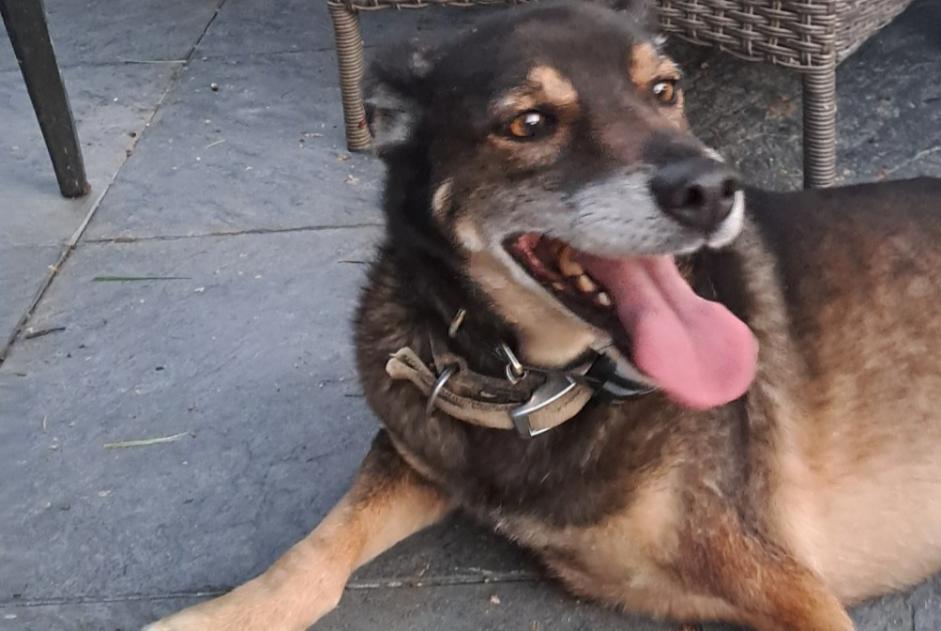 Alerta descoberta Cão cruzamento Macho Sainte-Gemme France