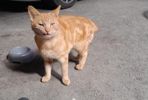 Alerta descoberta Gato cruzamento Macho Martigny Switzerland