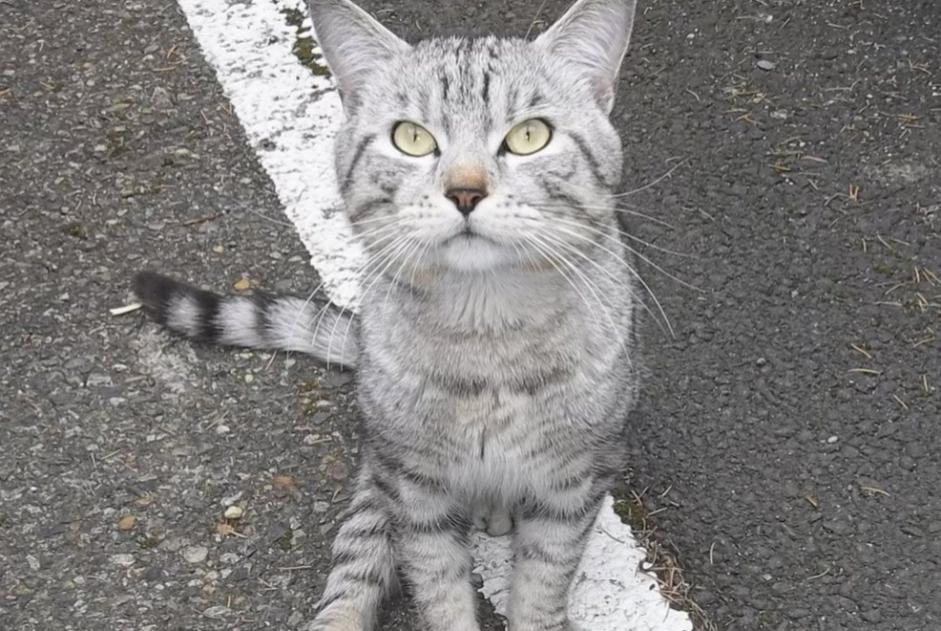 Alerta descoberta Gato  Macho , 2 anos Toulouse France
