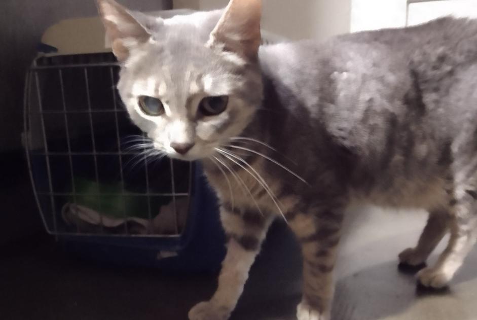 Alerta desaparecimento Gato cruzamento Fêmea , 7 anos Elne France