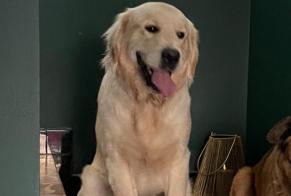 Alerta desaparecimento Cão  Macho , 1 anos Tassin-la-Demi-Lune France