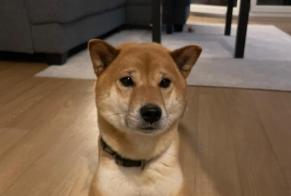 Alerta desaparecimento Cão  Macho , 6 anos Torcy France