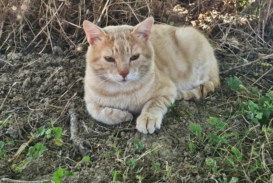 Alerta desaparecimento Gato  Macho , 5 anos Ciel France