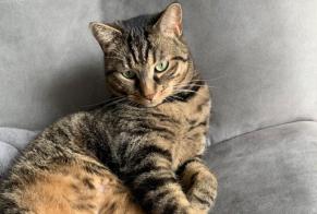 Alerta desaparecimento Gato Fêmea , 6 anos Pontault-Combault France