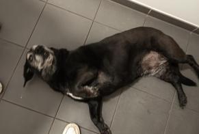 Alerta descoberta Cão  Fêmea , 10 anos Monts France