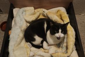 Alerta descoberta Gato Macho , 5 anos Montpellier France