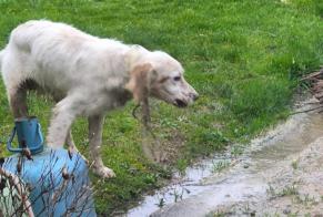 Alerta descoberta Cão Macho Générac France