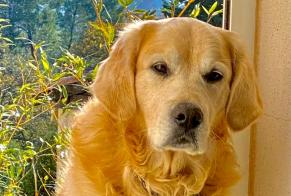 Alerta desaparecimento Cão  Macho , 7 anos Marseille France