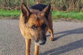 Alerta descoberta Cão  Macho , 4 anos Chaussin France