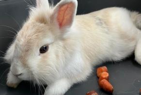 Alerta descoberta Coelho Fêmea Carpentras France