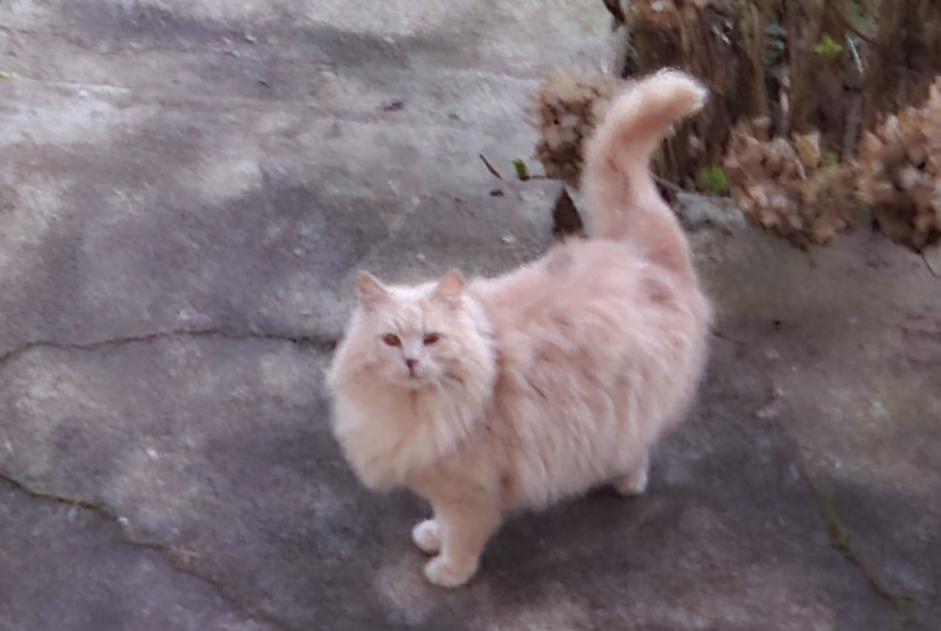 Alerta descoberta Gato Desconhecido Auboué France