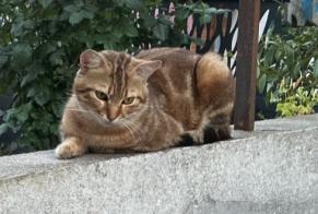 Alerta descoberta Gato Desconhecido Périgueux France