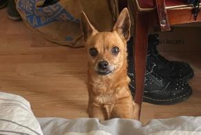 Alerta descoberta Cão  Macho Valros France