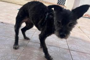 Alerta descoberta Cão cruzamento Fêmea Longages France