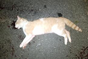 Alerta descoberta Gato Desconhecido Lanvallay France