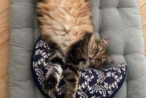 Alerta desaparecimento Gato cruzamento Macho , 7 anos Capdenac-Gare France
