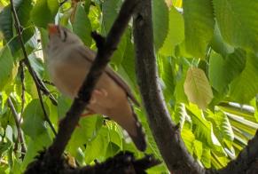 Alerta descoberta Pássaro Desconhecido Meylan France